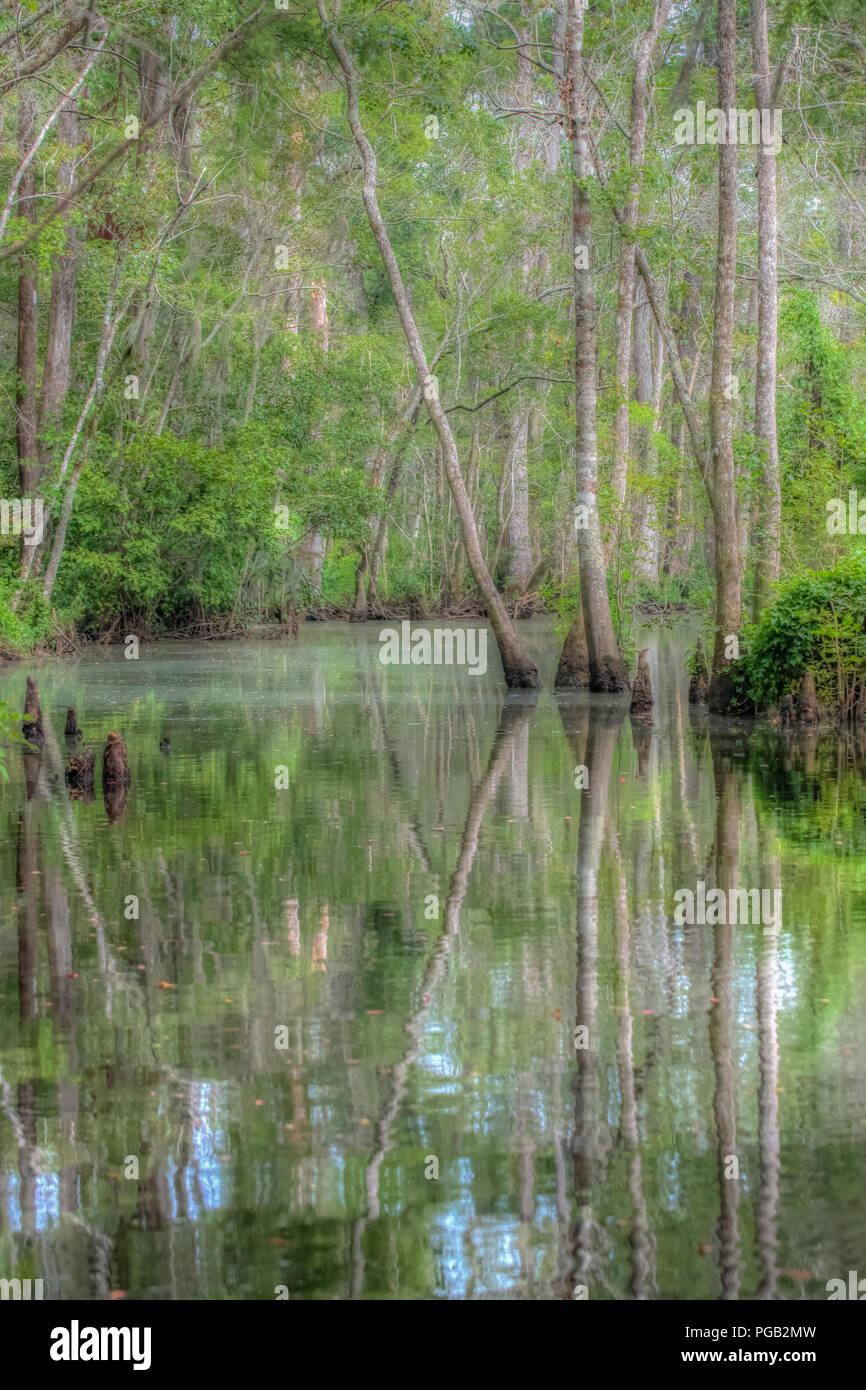 Beaux arbres marais de cyprès chauve en Caroline du Nord États-unis - Réflexion de l'arbre dans le cadre tranquille de l'eau saumâtre - Shalotte river Banque D'Images