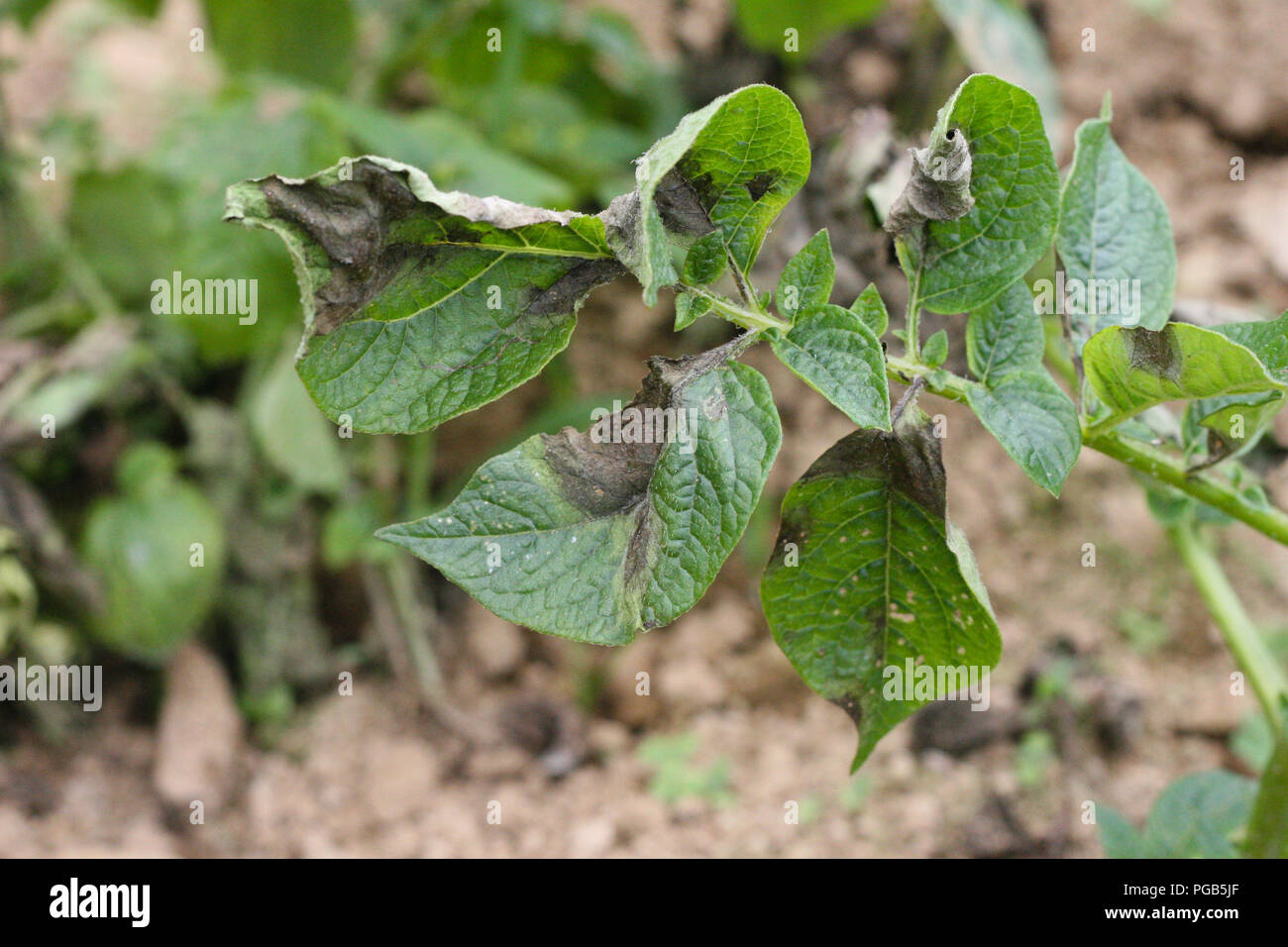 Le mildiou de la pomme de terre sur les feuilles de symptôme Banque D'Images