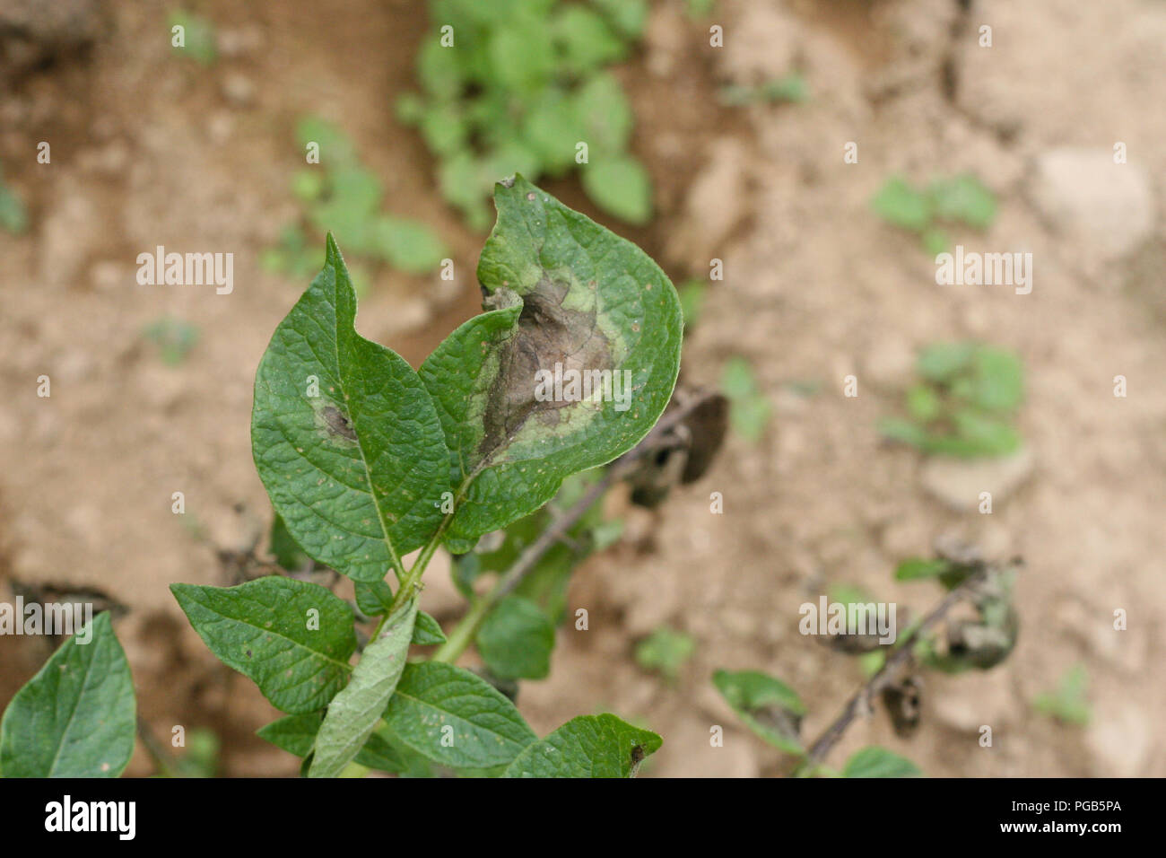 Le mildiou de la pomme de terre sur les feuilles de symptôme Banque D'Images