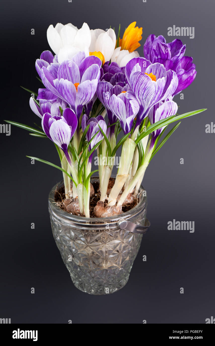 Crocus dans le pot sur fond sombre Banque D'Images