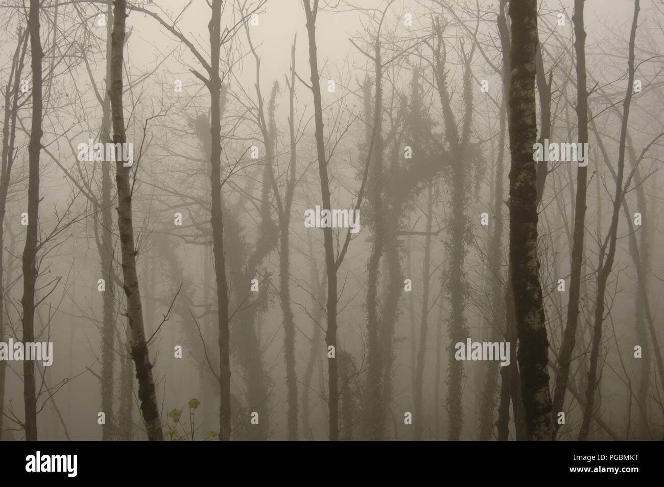 Résumé fond paysage avec tronc d'arbres dans la forêt brumeuse Banque D'Images