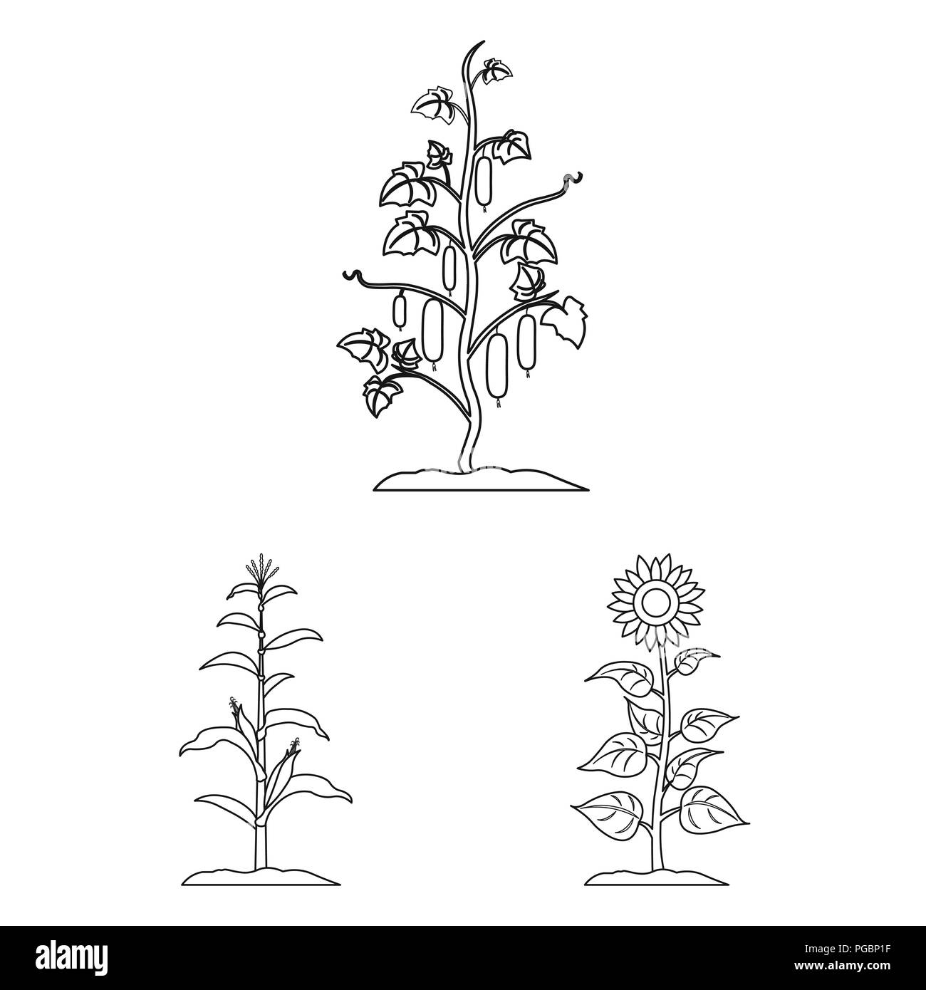 Contours de légumes, plantes d'icônes dans la collection set pour la conception. La récolte et le jardin symbole vecteur illustration de stock. Illustration de Vecteur