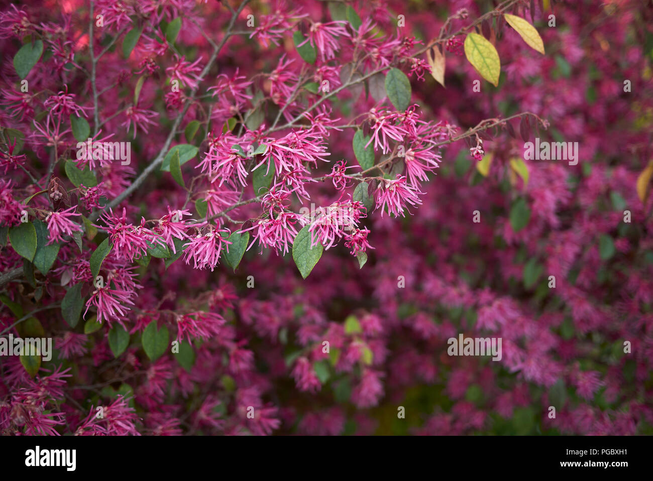 Loropetalum chinense rubrum Banque D'Images