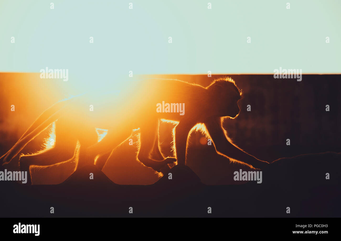 Groupe de macaques sur les toits dans un environnement urbain ville scène quotidienne régulière dans la ville de Lopburi, Thaïlande Banque D'Images