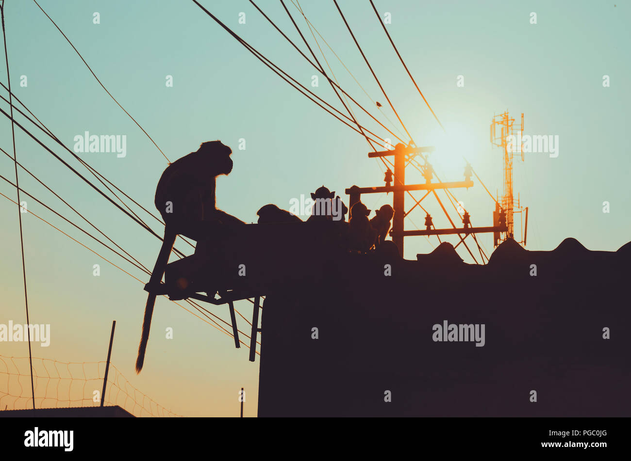 Groupe de macaques sur les toits dans un environnement urbain ville scène quotidienne régulière dans la ville de Lopburi, Thaïlande Banque D'Images