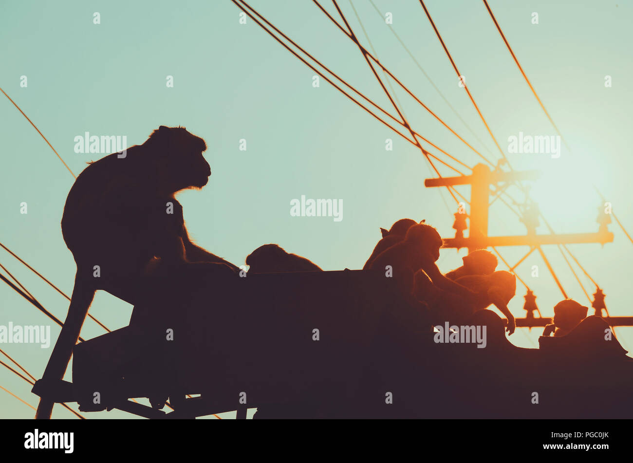 Groupe de macaques sur les toits dans un environnement urbain ville scène quotidienne régulière dans la ville de Lopburi, Thaïlande Banque D'Images