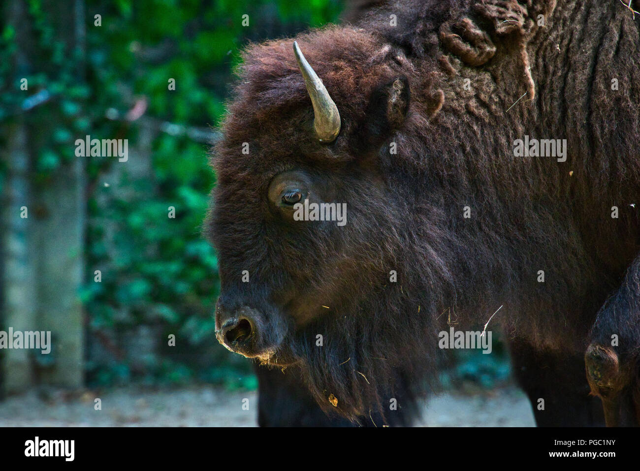 Le Bison Et Le Bison Bebe Photo Stock Alamy