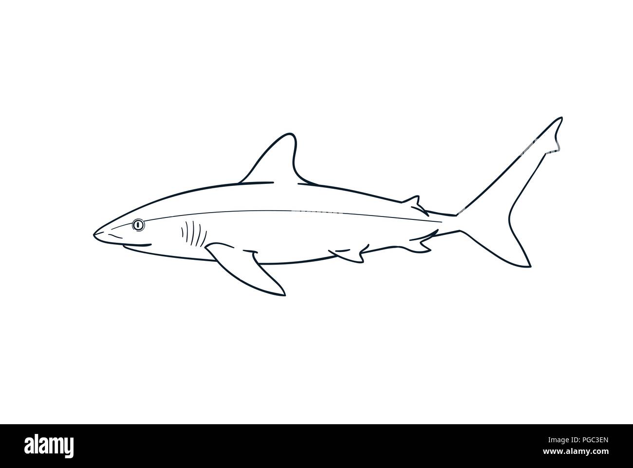requin de recif blanc banque d images vectorielles alamy coloriages parmi nous