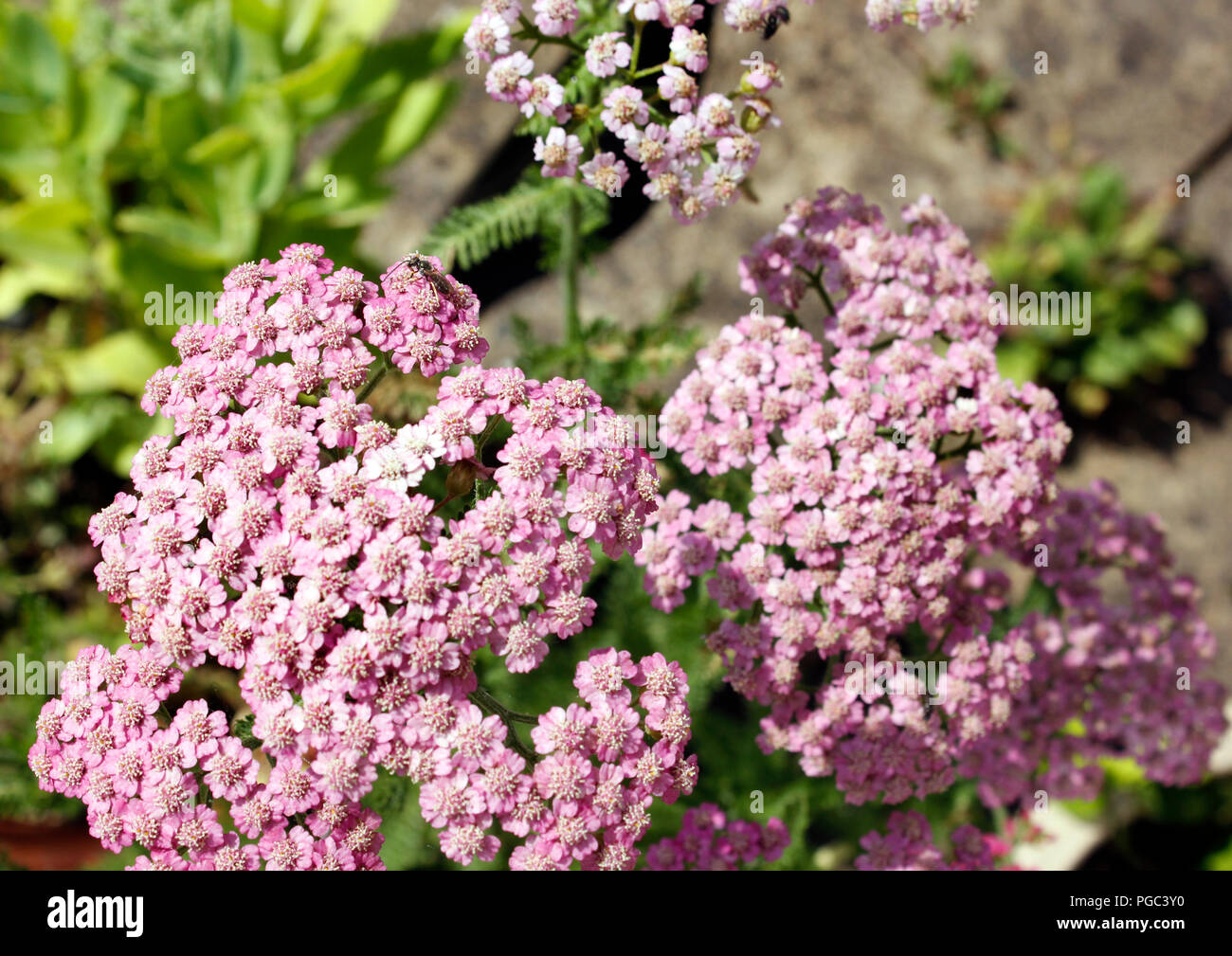 L'Achillea millefolium 'Pamplemousse rose' (Yarrow) Banque D'Images