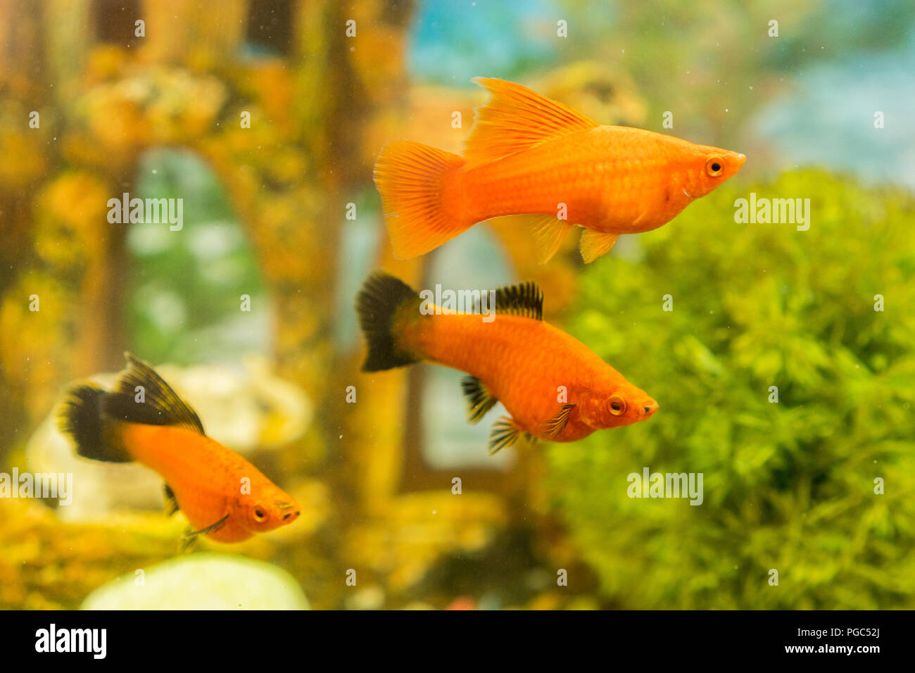 Scieries de poissons colorés nager dans l'aquarium avec plantes. les ...