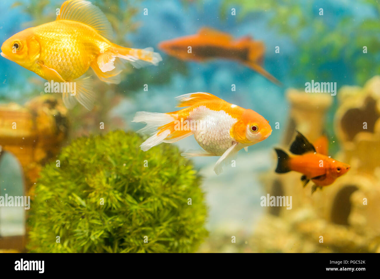 Les Poissons Rouges En Aquarium Deau Douce Avec Beau Vert