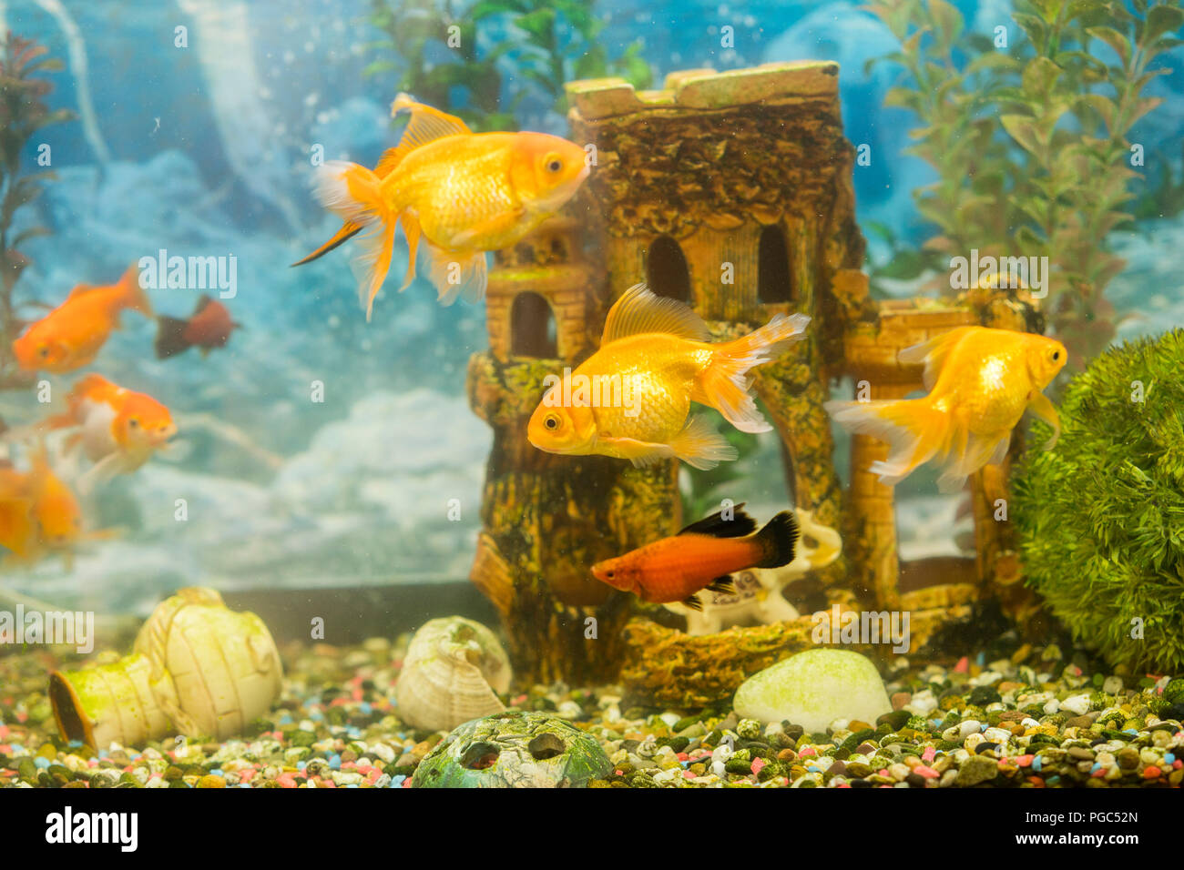 Les Poissons Rouges En Aquarium Deau Douce Avec Beau Vert