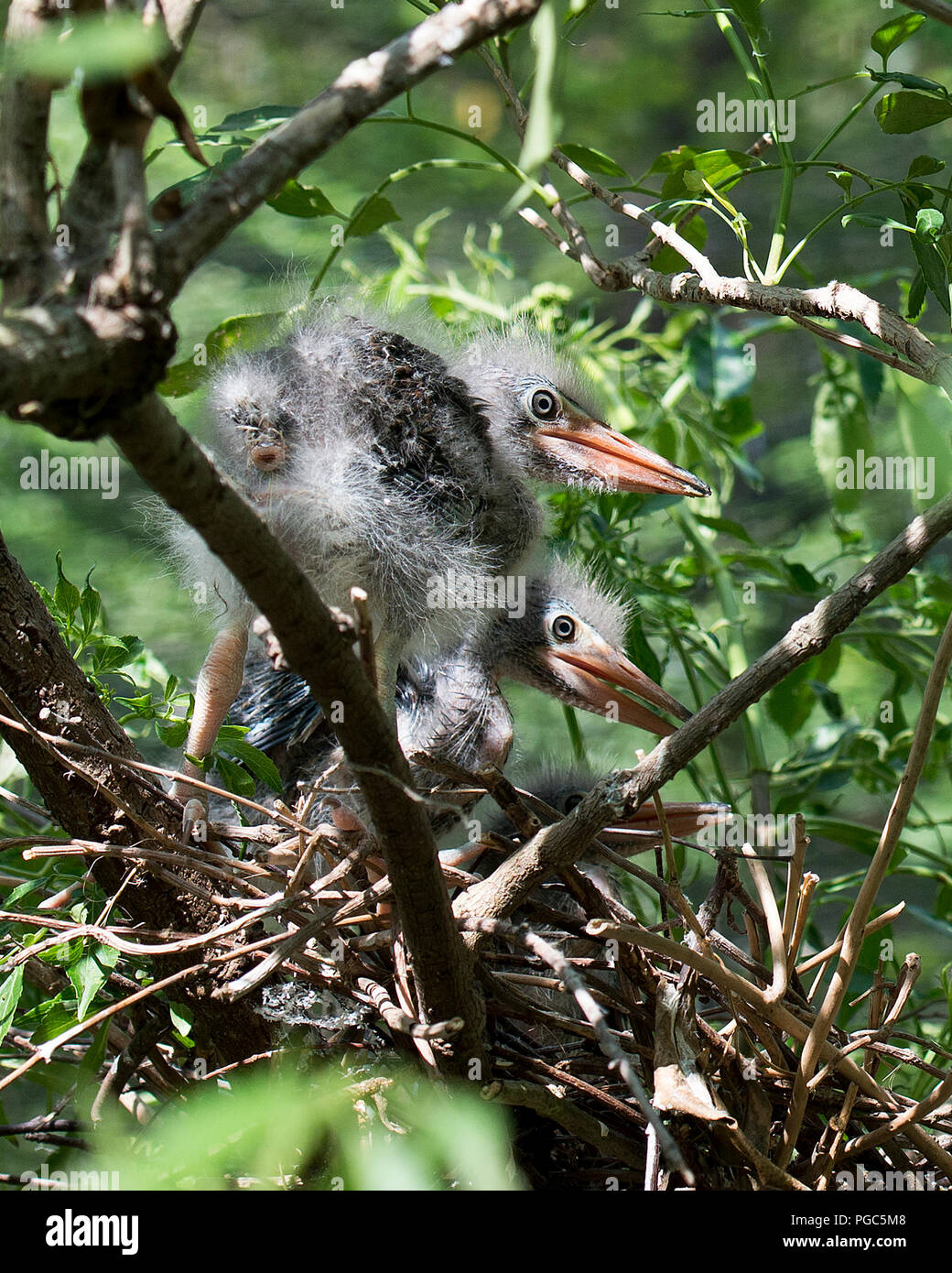 Bebe Heron Banque D Image Et Photos Alamy