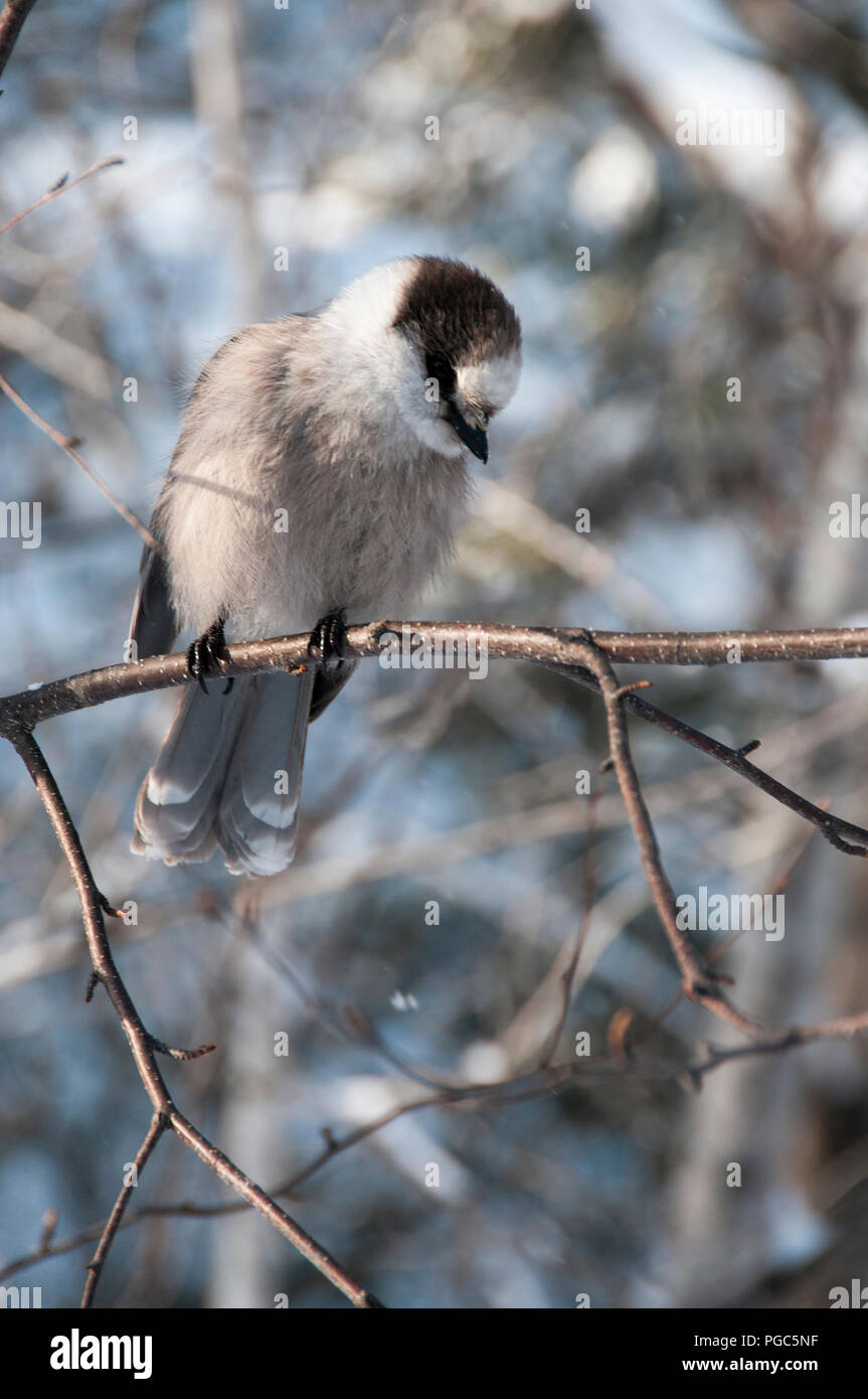 Oiseau Geai gris profiter de ses environs. Banque D'Images