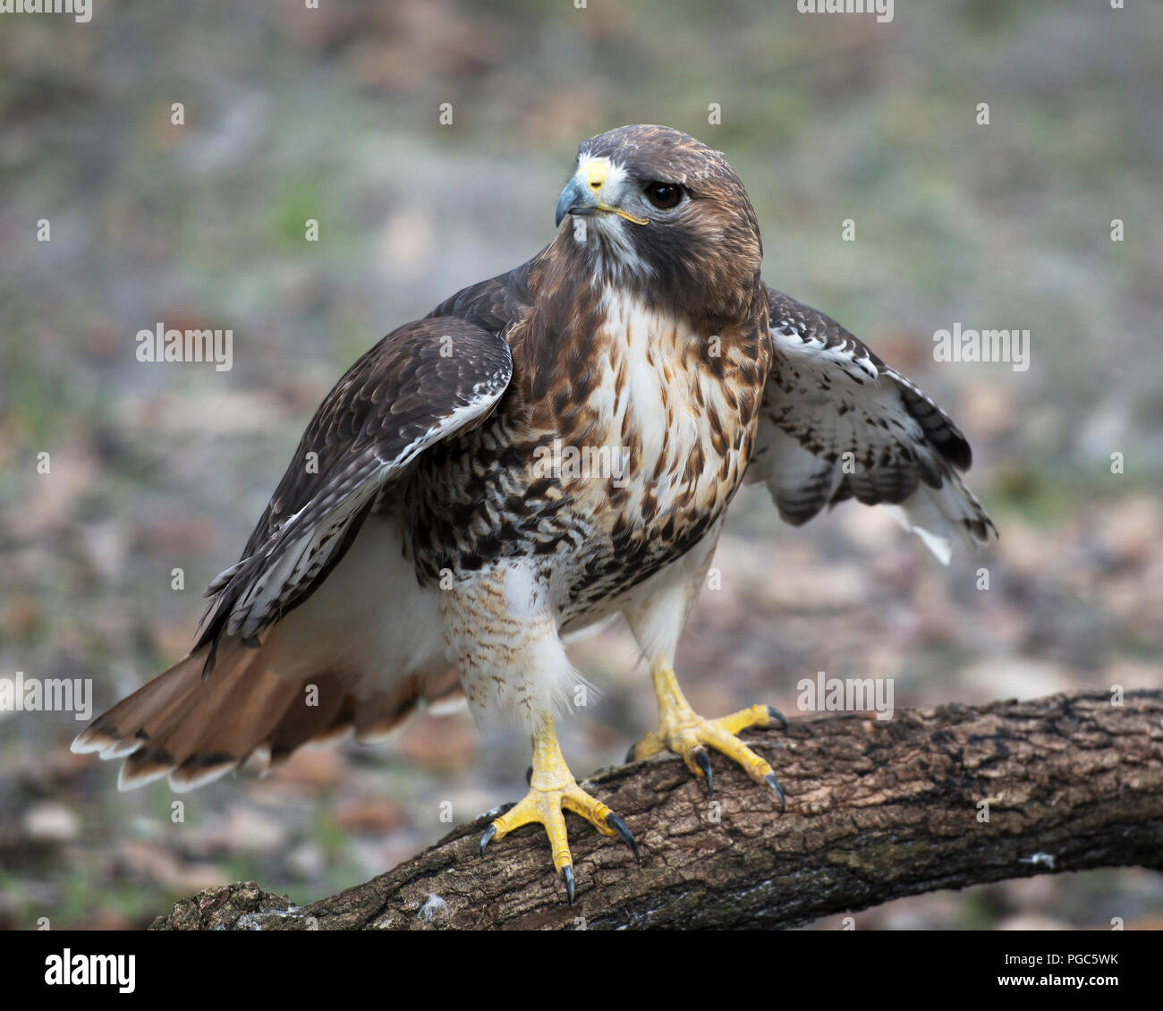 Oiseau faucon perché sur un journal avec ailes propagation afficher plumes brunes dans son plumage et de l'environnement environnant. Arrière-plan flou. Banque D'Images