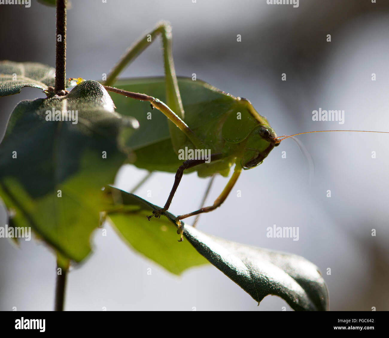 Katydid insecte sur une branche verte avec un camouflage affichant sa couleur verte, des antennes, des yeux, dans son environnement et ses environs. L'image. Portrait. Banque D'Images