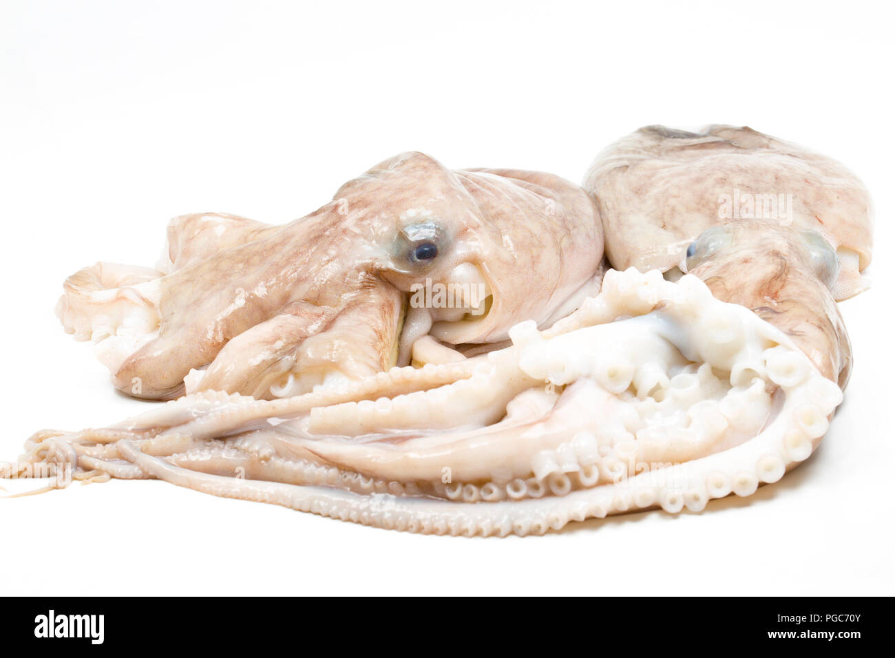 Une moindre ou recourbés, pieuvre, Eledone cirrhosa, qui a été pris dans un chalut dans les eaux britanniques et ont acheté à partir d'un comptoir de poissons dans un supermarché. Le l Banque D'Images