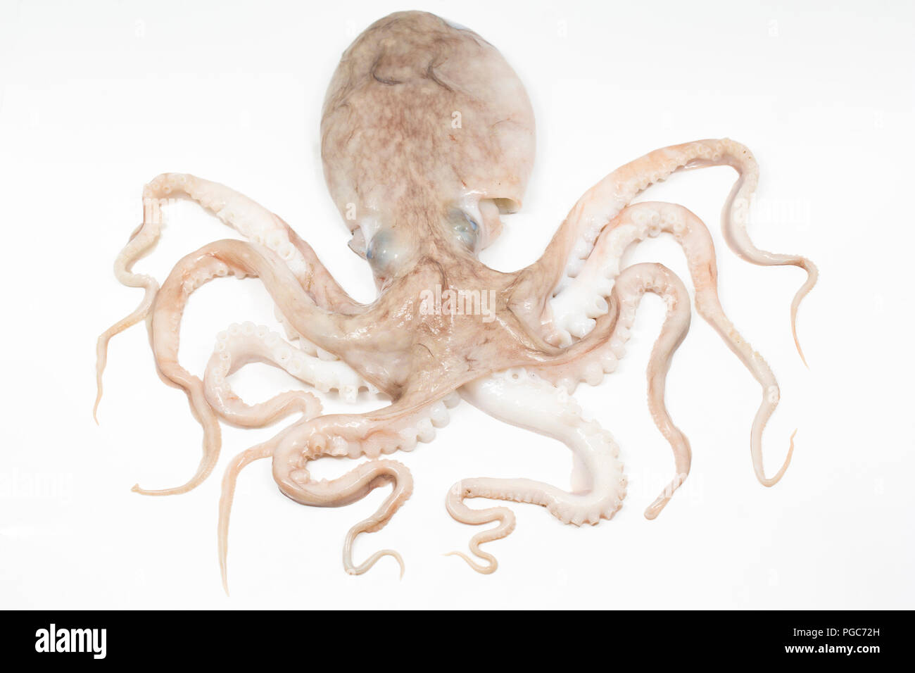 Une moindre ou recourbés, pieuvre, Eledone cirrhosa, qui a été pris dans un chalut dans les eaux britanniques et ont acheté à partir d'un comptoir de poissons dans un supermarché. Le l Banque D'Images