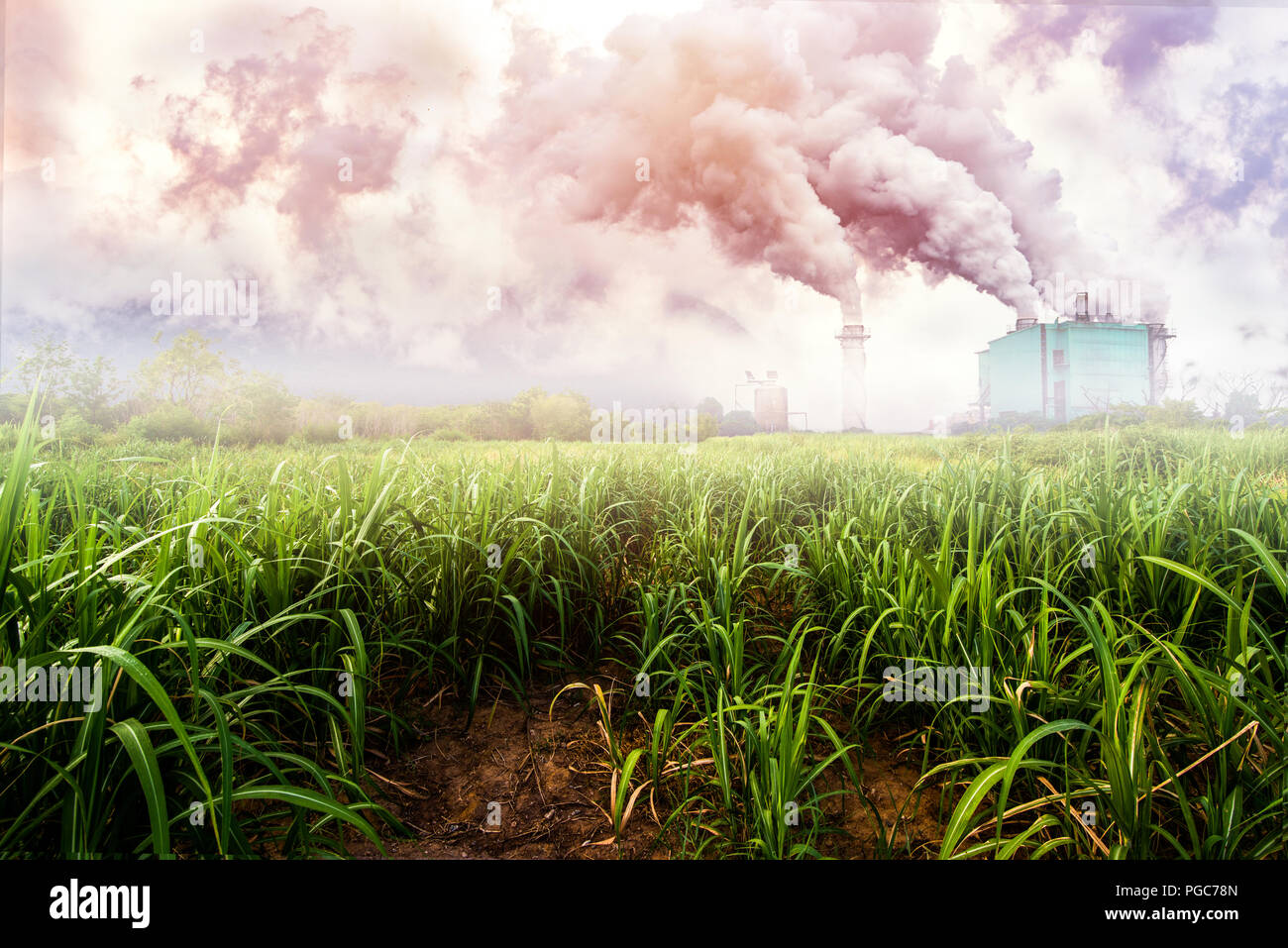 Sucre paysage champ agricole avec l'usine de sucre Banque D'Images