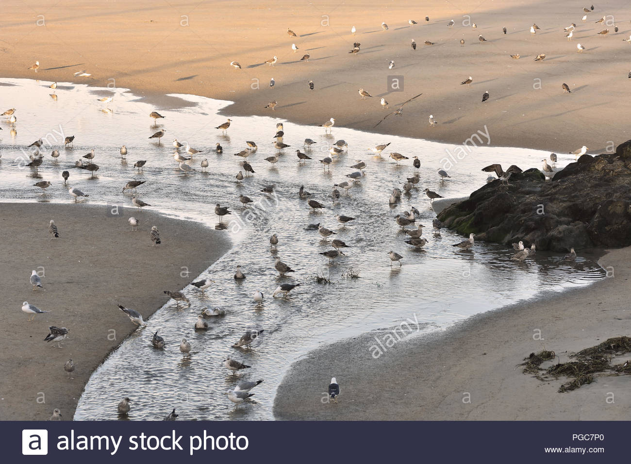 Mouettes Sur Le Rivage à Laube Praia De Matosinhos Plage