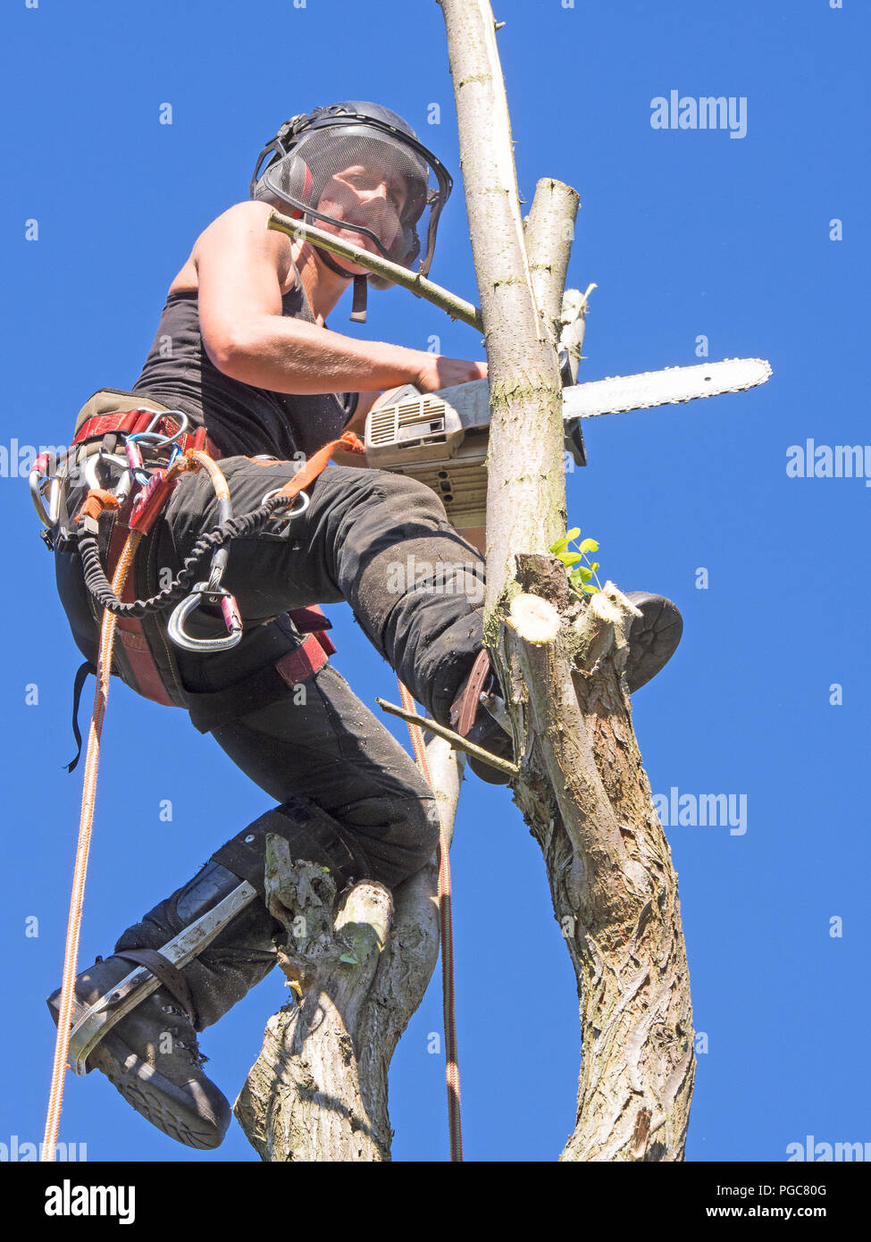 L'arboriste de sexe féminin travaillant dans le haut de l'arbre. Banque D'Images