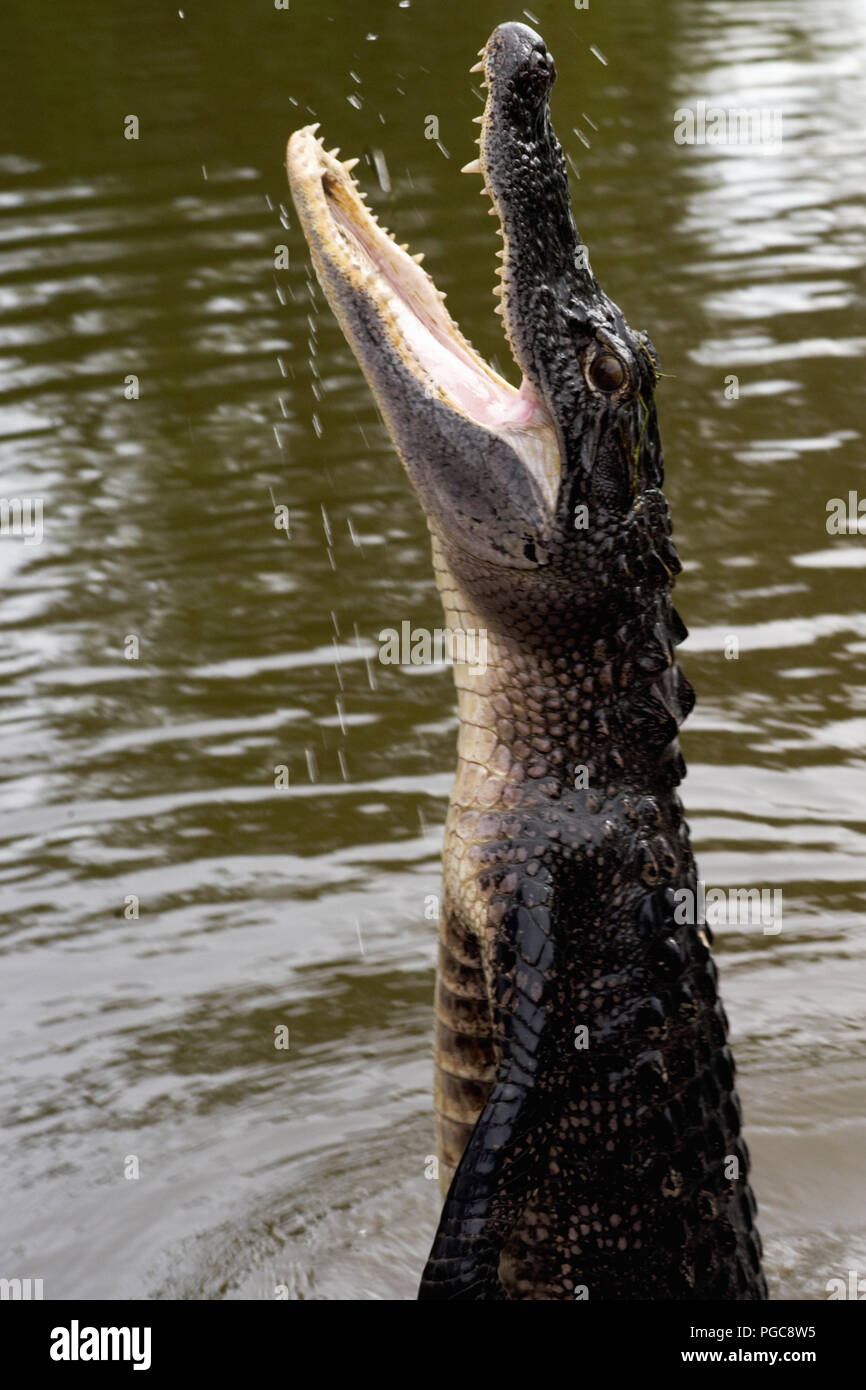 L'alligator saute de l'eau dans un marais Bayou En Louisiane Banque D'Images