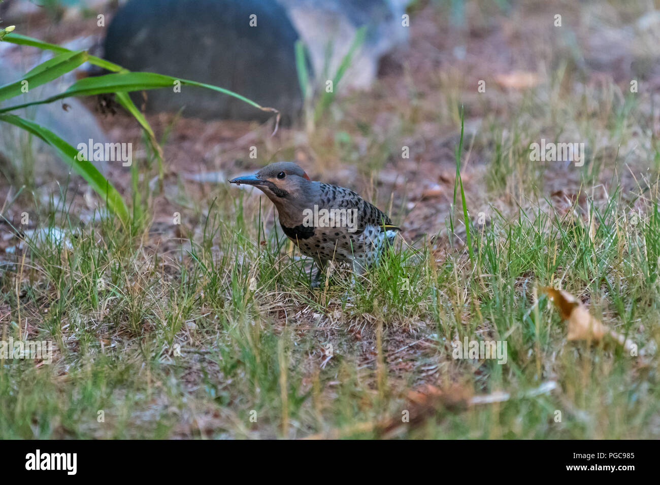 Le Pic flamboyant (Colaptes auratus) woodpecker debout sur le sol. Banque D'Images