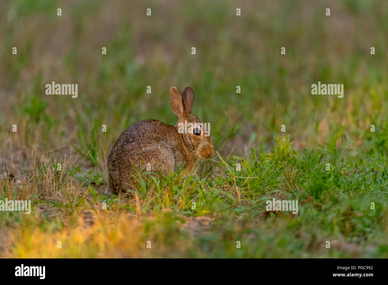 Le Lapin à queue blanche (Sylvilagus floridanus) en alerte. Banque D'Images Le Lapin à queue blanche (Sylvilagus floridanus) en alerte. Banque D'Images