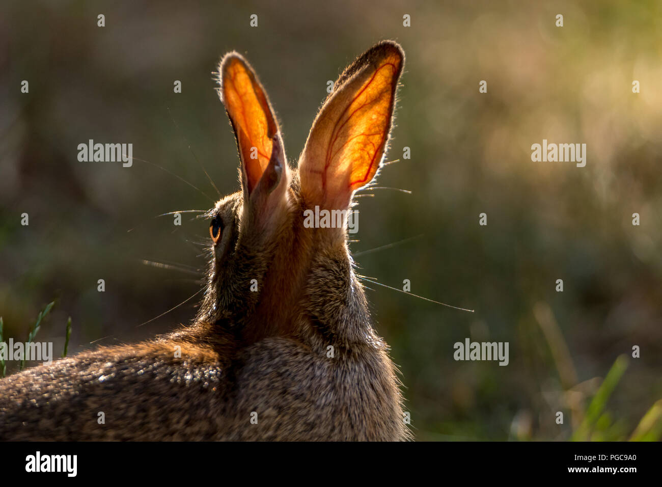 Le soleil qui brille à travers un Lapin Les oreilles de lapin révèlent qu'il structure la veine dans les oreilles. Banque D'Images