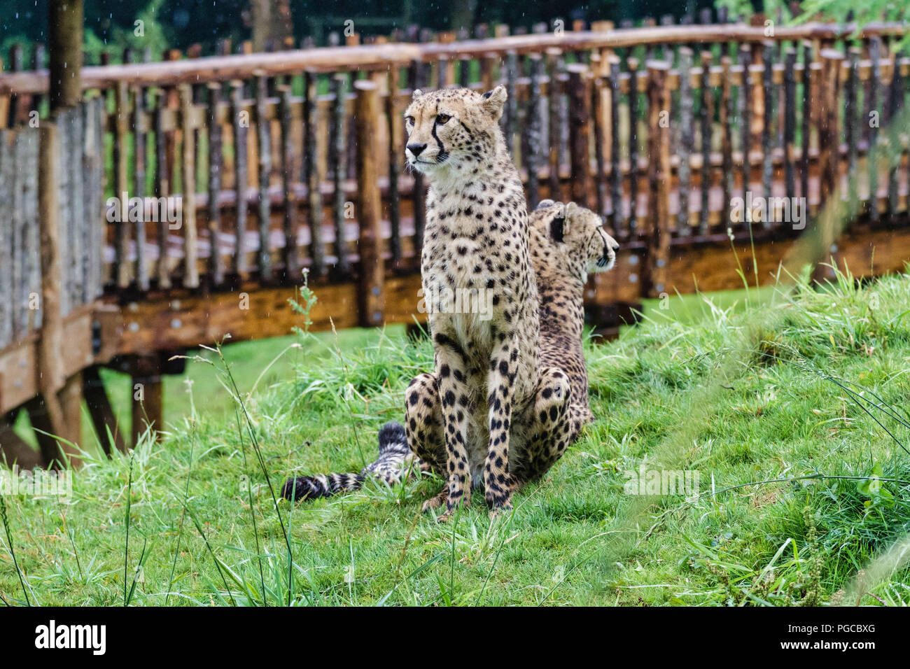 Le Guépard (Acinonyx jubatus) est un grand mammifère carnassier de la famille des félidés vivant en Afrique et en Asie de l'Ouest. Banque D'Images