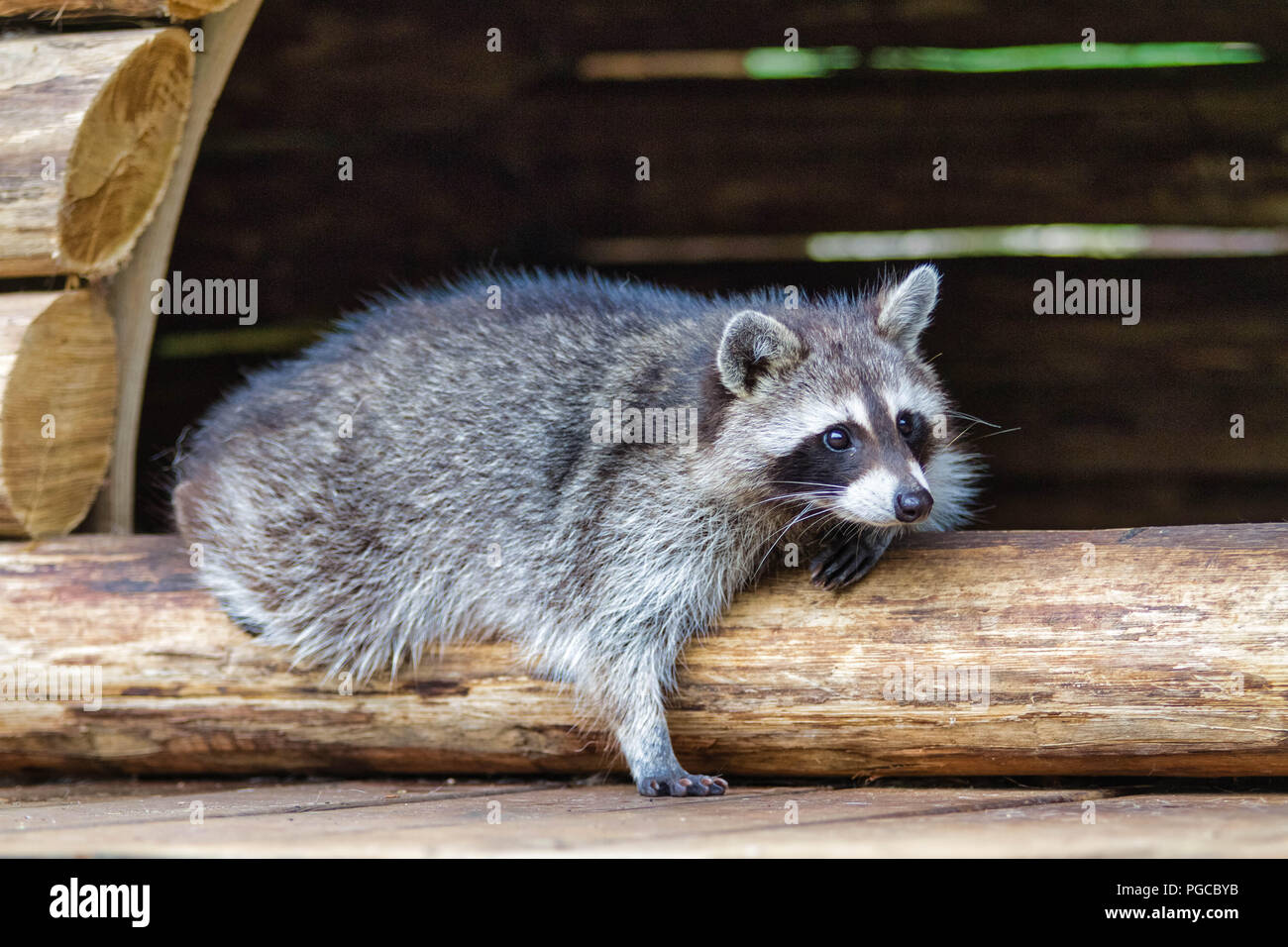 Le raton laveur, ou plus exactement le raton laveur commun (Procyon lotor, Linnaeus 1758), est une espèce de mammifères omnivores de l'ordre des carni Banque D'Images