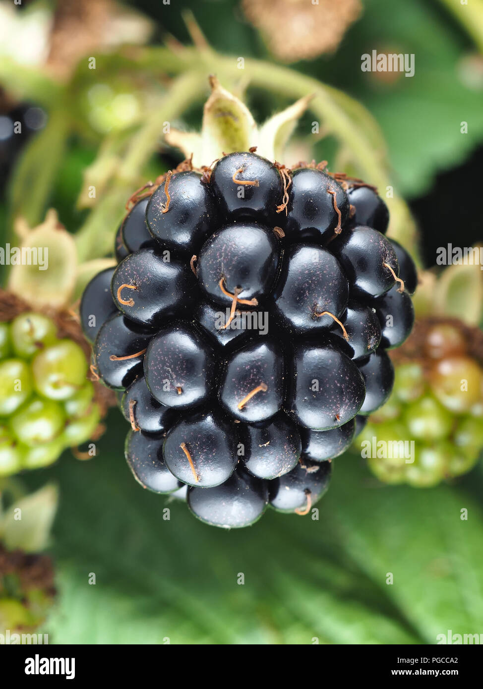 Rubus armeniacus, le discolore berry Banque D'Images