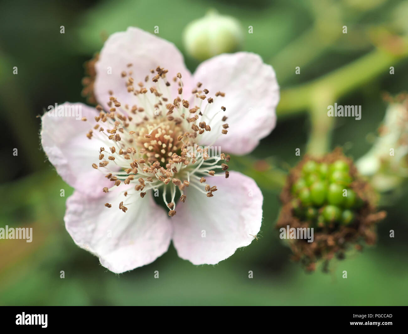 Discolore (Rubus armeniacus) fleur et vert vert berry Banque D'Images