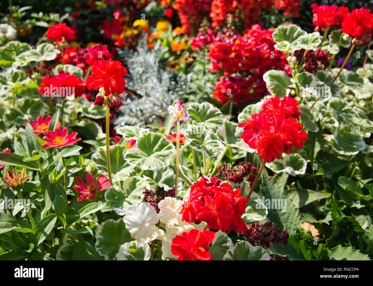 Beaucoup de fleurs de couleurs différentes avec des géraniums dans l'avant-plan et en arrière-plan flou Banque D'Images