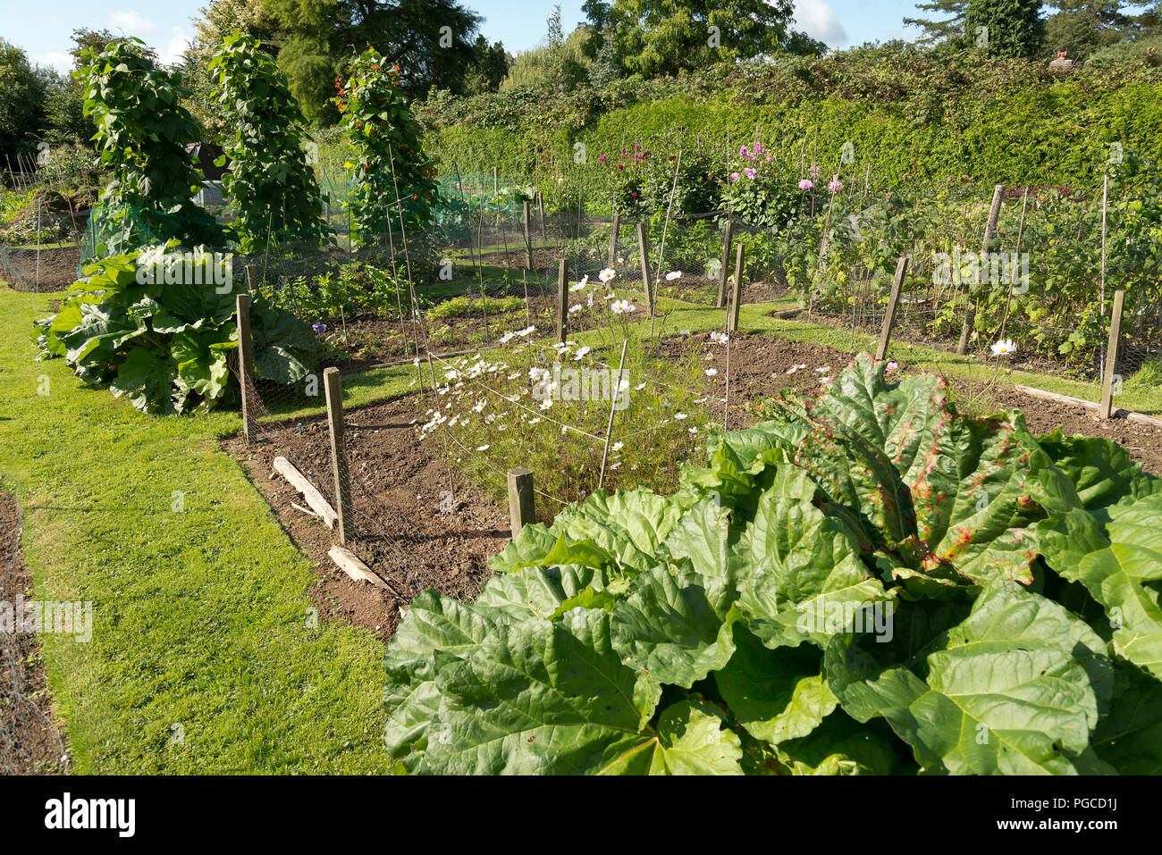 Un allotissement rural jardin avec fruits et légumes, de plus en plus à la fin de l'été. Banque D'Images