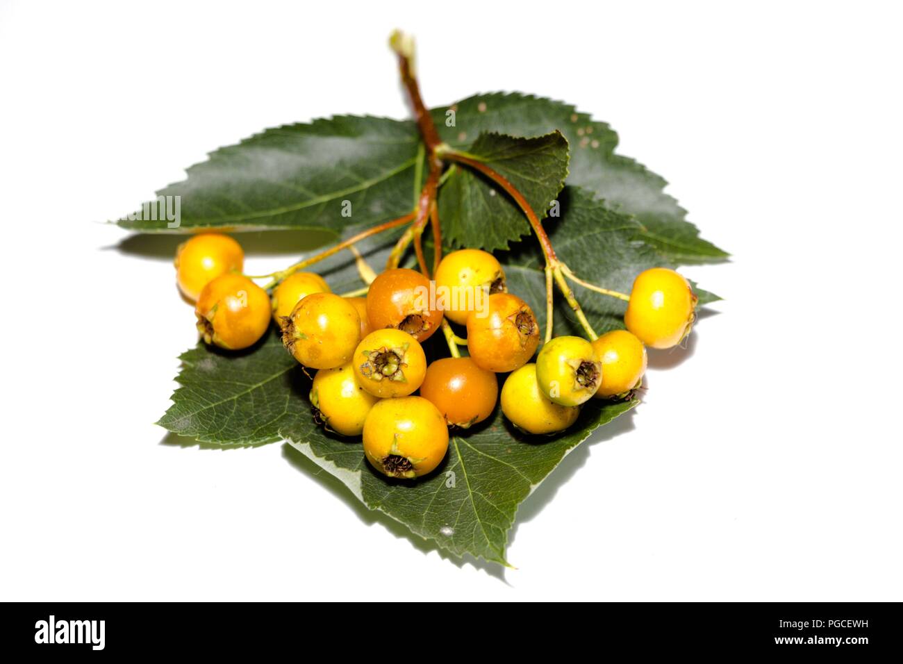 Les baies d'aubépine orange se situent sur une litière verte sur un fond blanc. Ils sont mûrs et prêts à être consommés. Banque D'Images