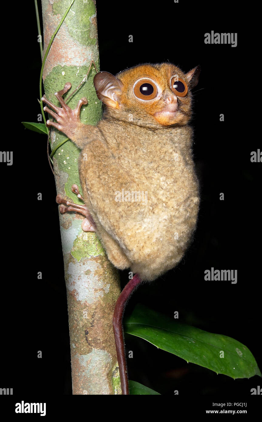 Cephalopachus tarsier de Horsfield bancanus tarsier ouest Banque D'Images