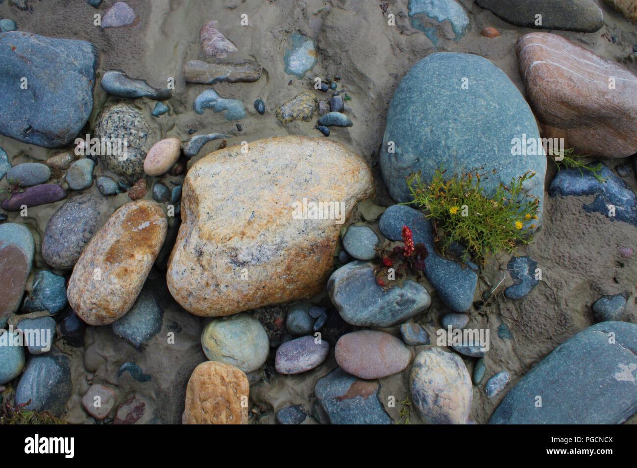 Pose de pierres au fond de l'une des rivières de l'Himalaya. Des pierres multicolores à un endroit avec de minuscules fleurs et rendre attrayant de sable blanc photo Banque D'Images
