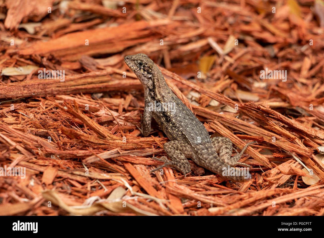 Le lézard curly nord (Leiocephalus carinatus) queue manquante, le paillis rouge - Topeekeegee Yugnee (TY) Park, Hollywood, Floride, USA Banque D'Images