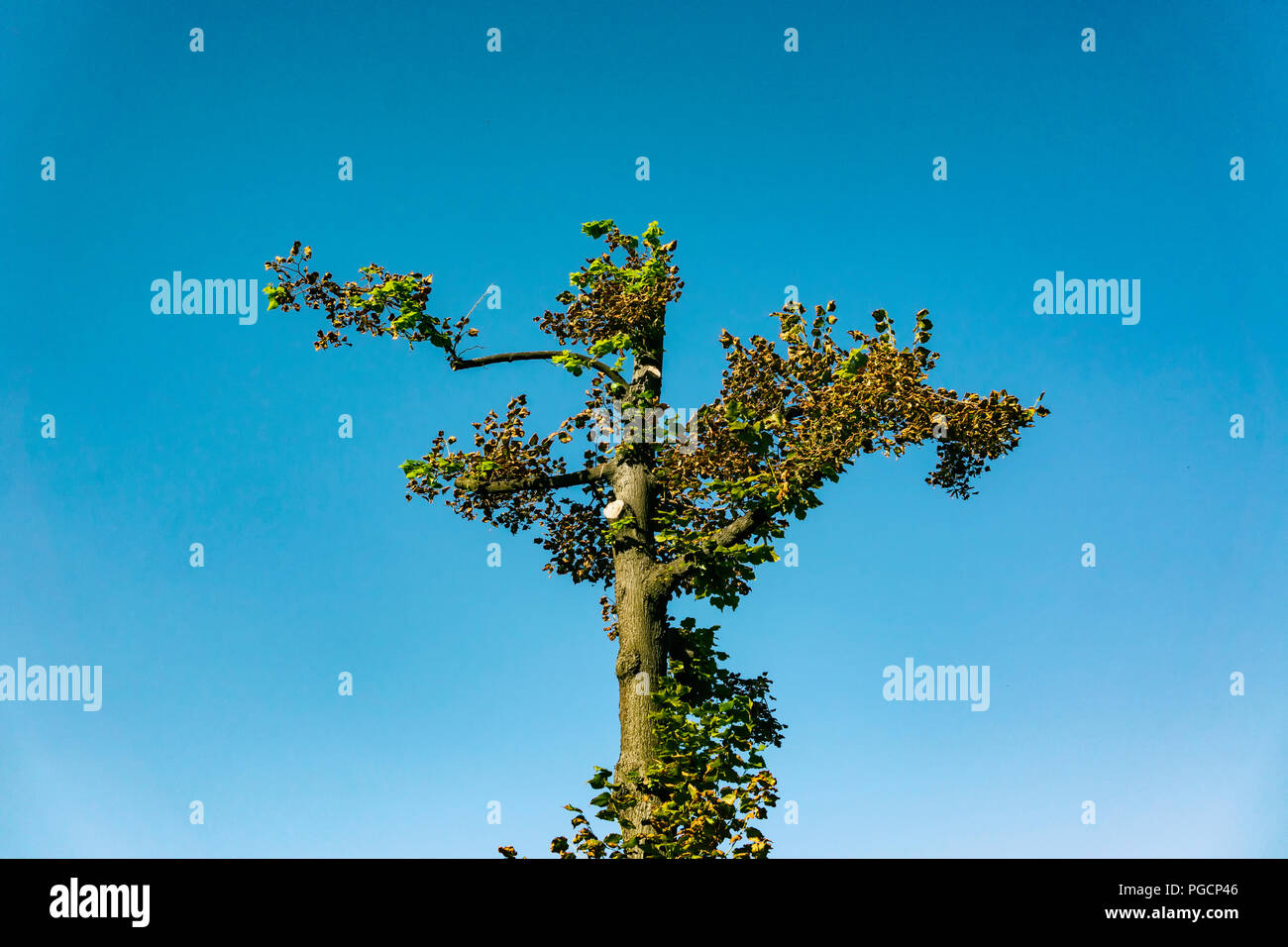 Berlin, Allemagne, August 06, 2018 : Portrait de l'arbre élagué fortement contre le ciel bleu Banque D'Images