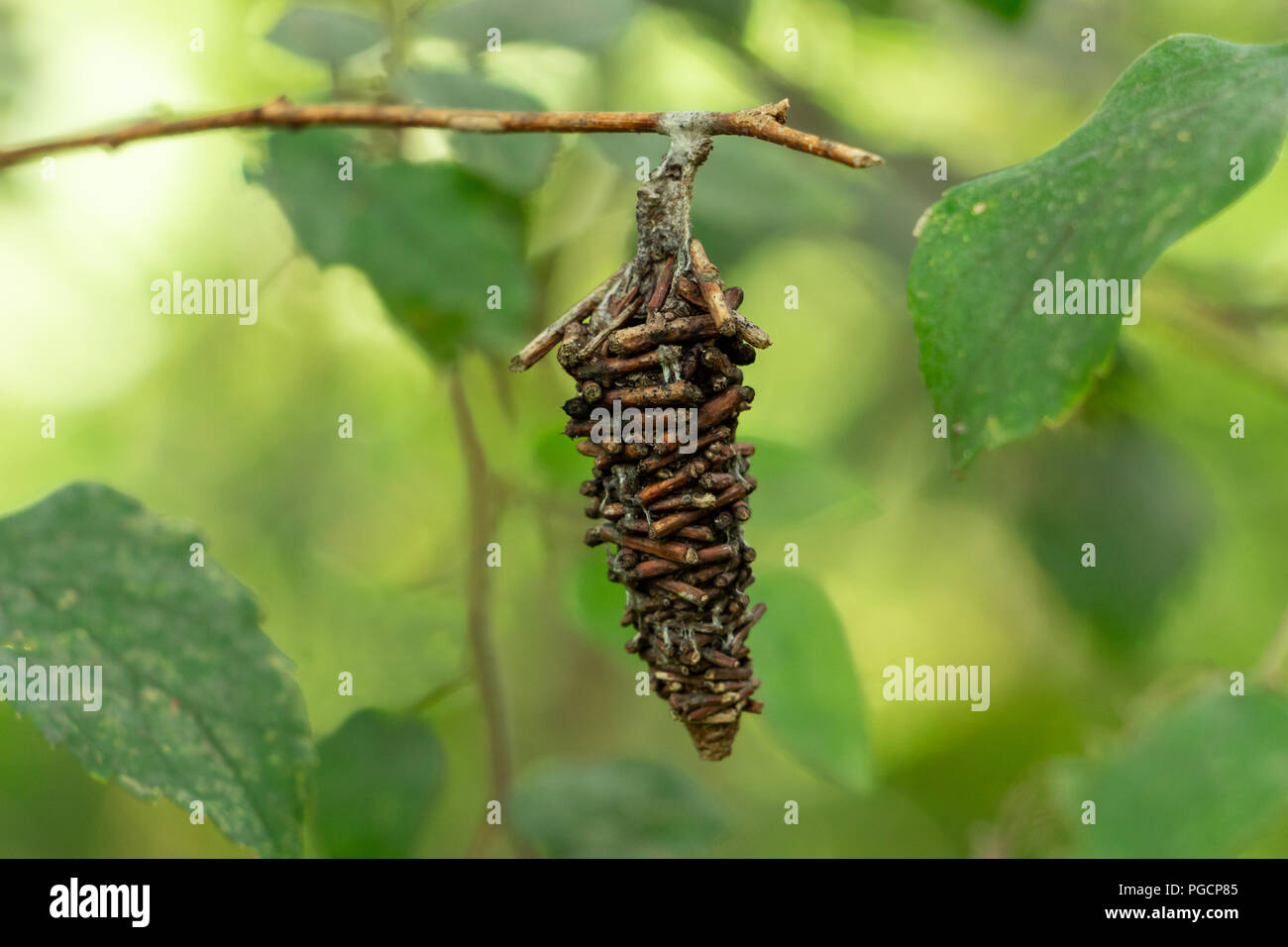 Abbot's bagworm moth (Oiketicus abbotii) stick de Cocoon, direction générale libre - Davie, Floride, USA Banque D'Images