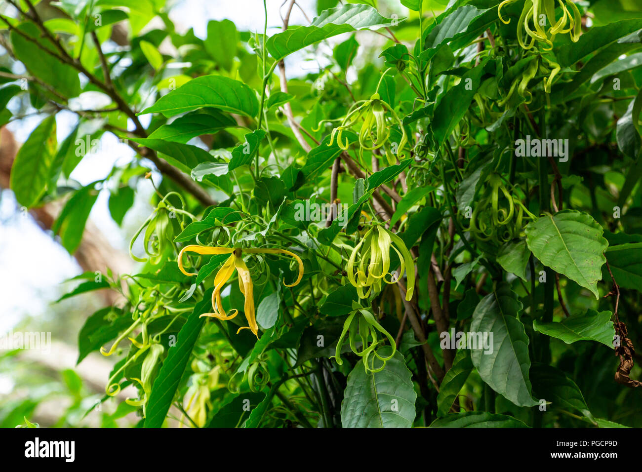 L'ylang-ylang (Desmos chinensis) fleurs, jaune et vert - Davie, Floride, USA Banque D'Images