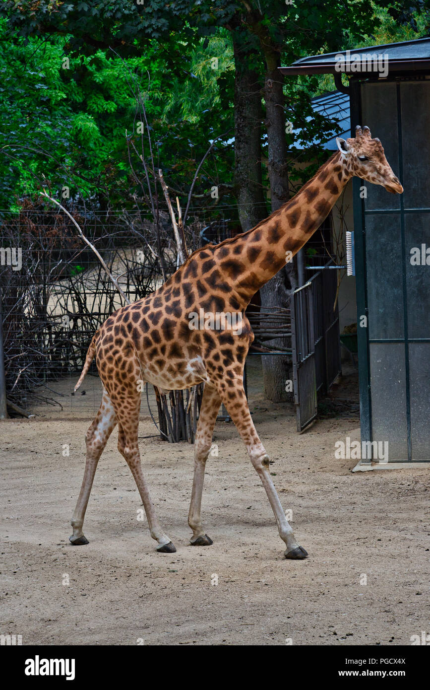 Girafe Banque D'Images
