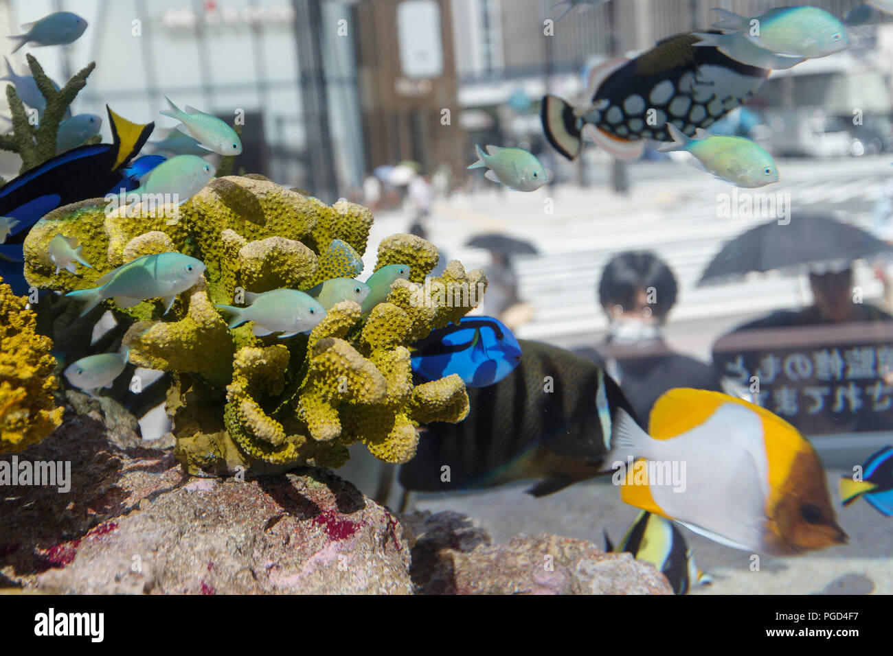 Poissons tropicaux nagent tranquillement dans l'aquarium, à l'extérieur de Ginza Sony Park le 25 août 2018, Tokyo, Japon. L'assemblée annuelle de l'Aquarium Sony montre quelques 1000 poissons de 25 espèces différentes des îles du sud du Japon en partenariat Okinawa Churaumi Aquarium. L'aquarium est ouvert au public à Ginza Sony Park du 25 août au 9 septembre. Credit : Rodrigo Reyes Marin/AFLO/Alamy Live News Banque D'Images