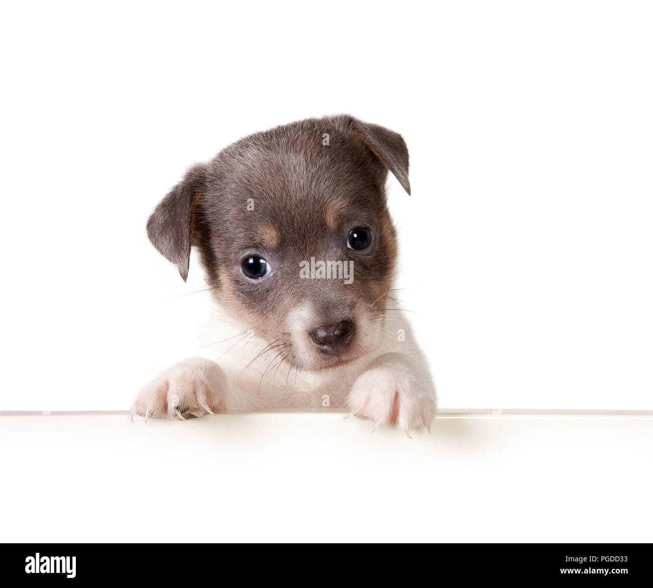 Isole Blanc 6 Semaines Chiot Jack Russel Photo Stock Alamy Isole Blanc 6 Semaines Chiot Jack Russel Photo Stock Alamy