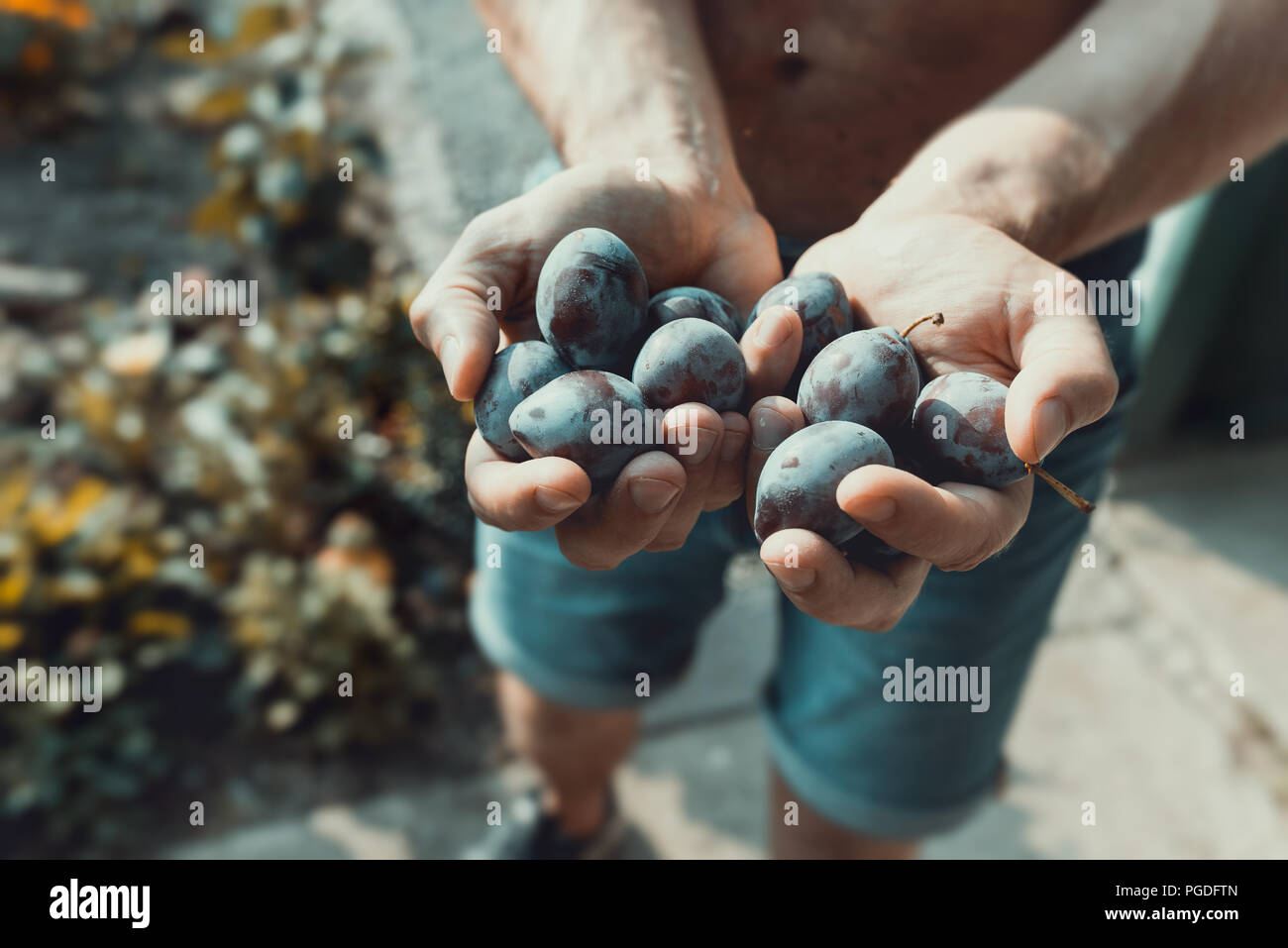 Les mains de l'homme déposées avec maturité écologique prune hongrois, dans l'éblouissement du soleil d'après-midi. Banque D'Images