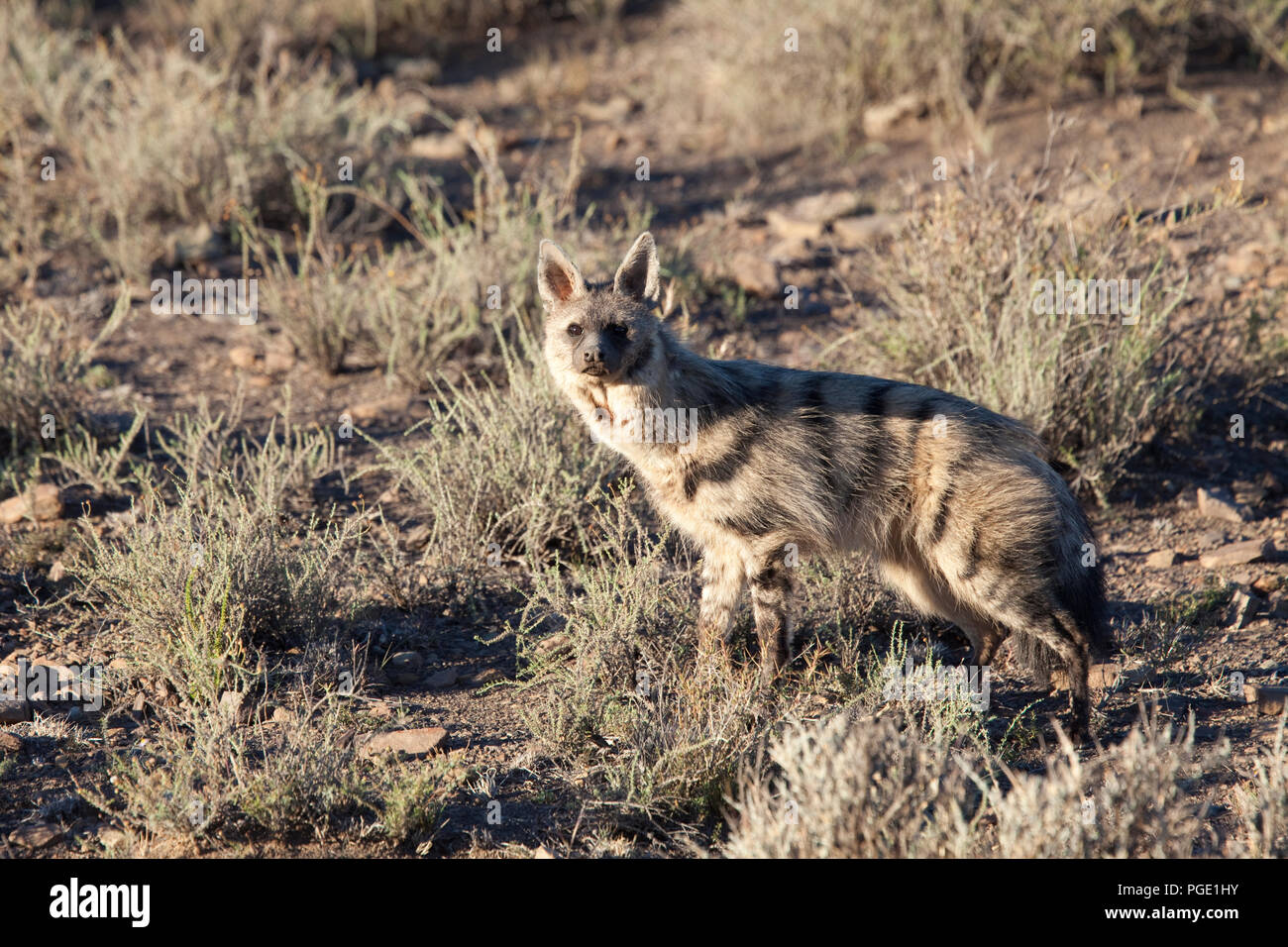 Aardwolf (Proteles cristatus), le parc national du Karoo, Afrique du Sud. Banque D'Images