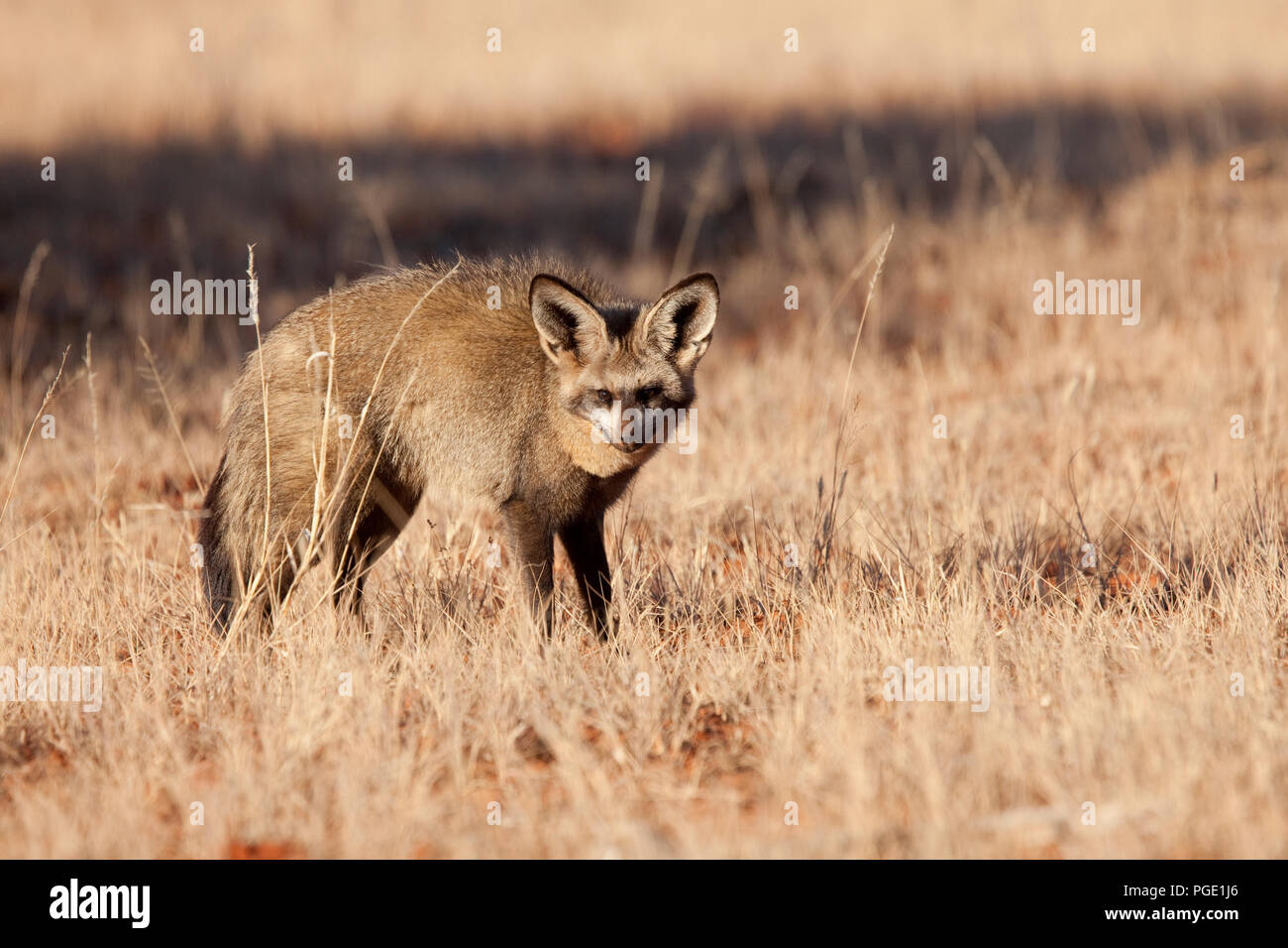 Bat Eared Fox (Otocyon megalotis). Mokala National Park, Afrique du Sud. Banque D'Images