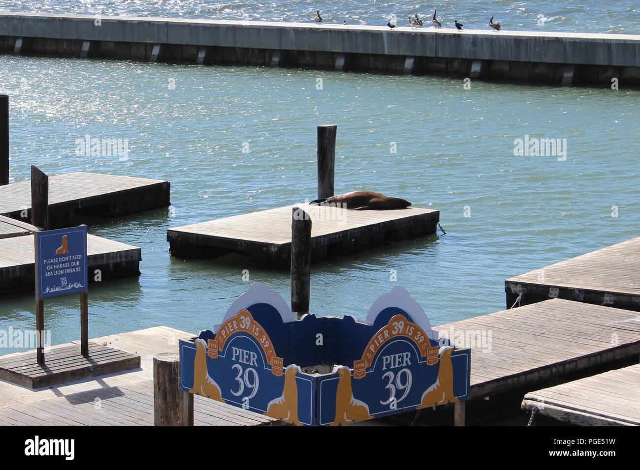 Sea Lion solitaire sur Pier 39, Fisherman's Wharf, San Francisco, California, USA Banque D'Images