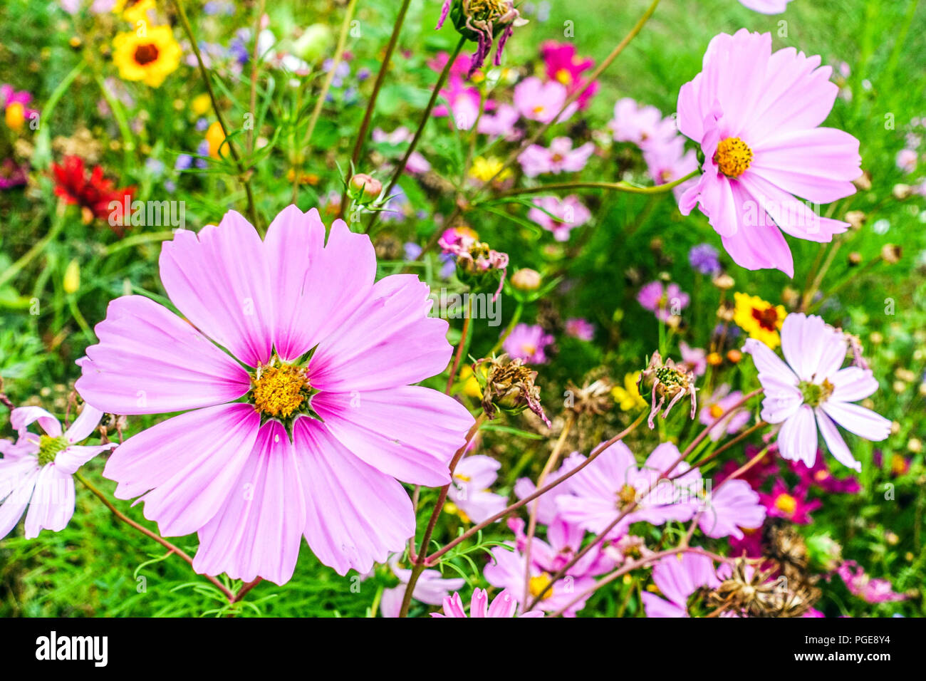 Cosmos bipinnatus cosmos fleurs- jardin ou aster mexicain Banque D'Images